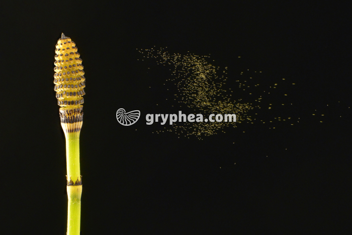 Prêle - émission des spores (Equisetum hyemale) - gryphea.com